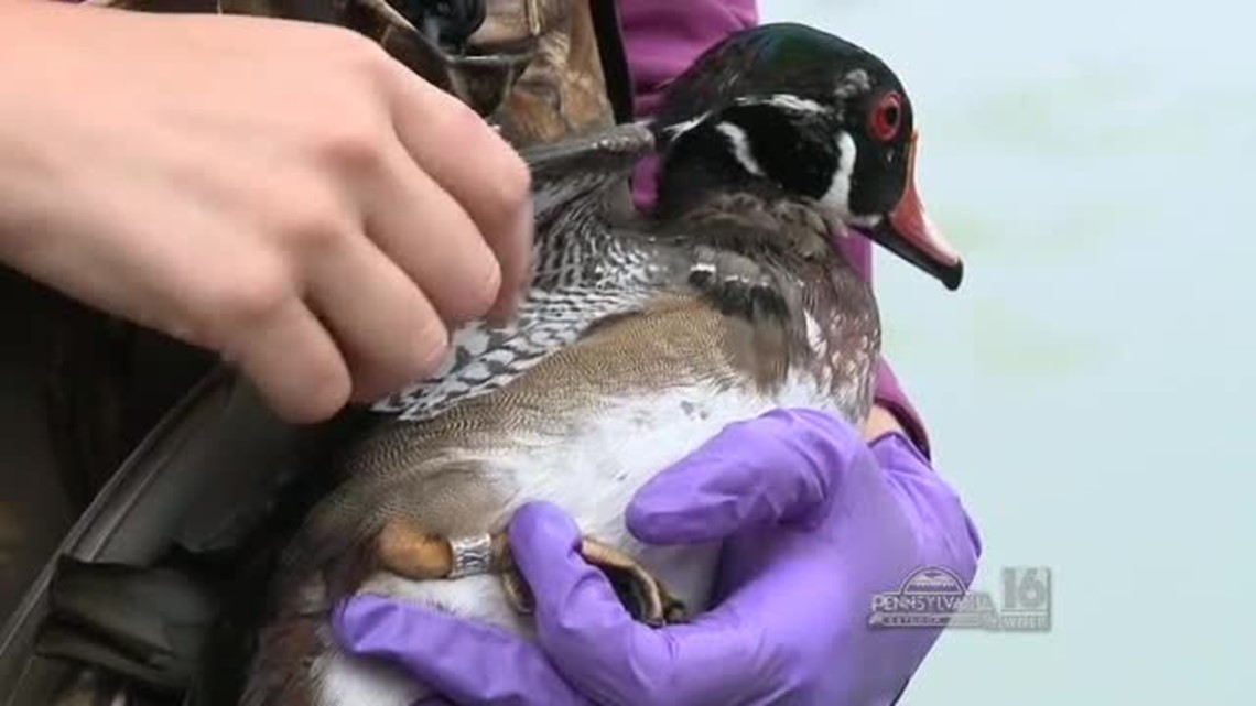 Duck Banding | wnep.com