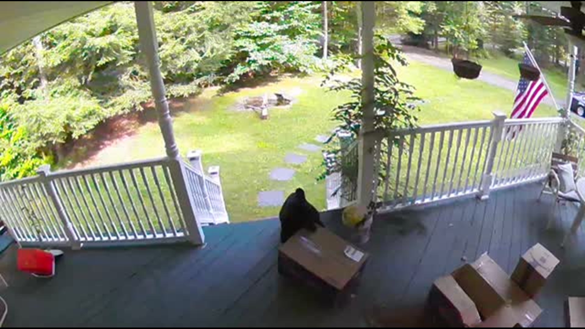 Bear Steals Package from Chewy Right off Family's Porch