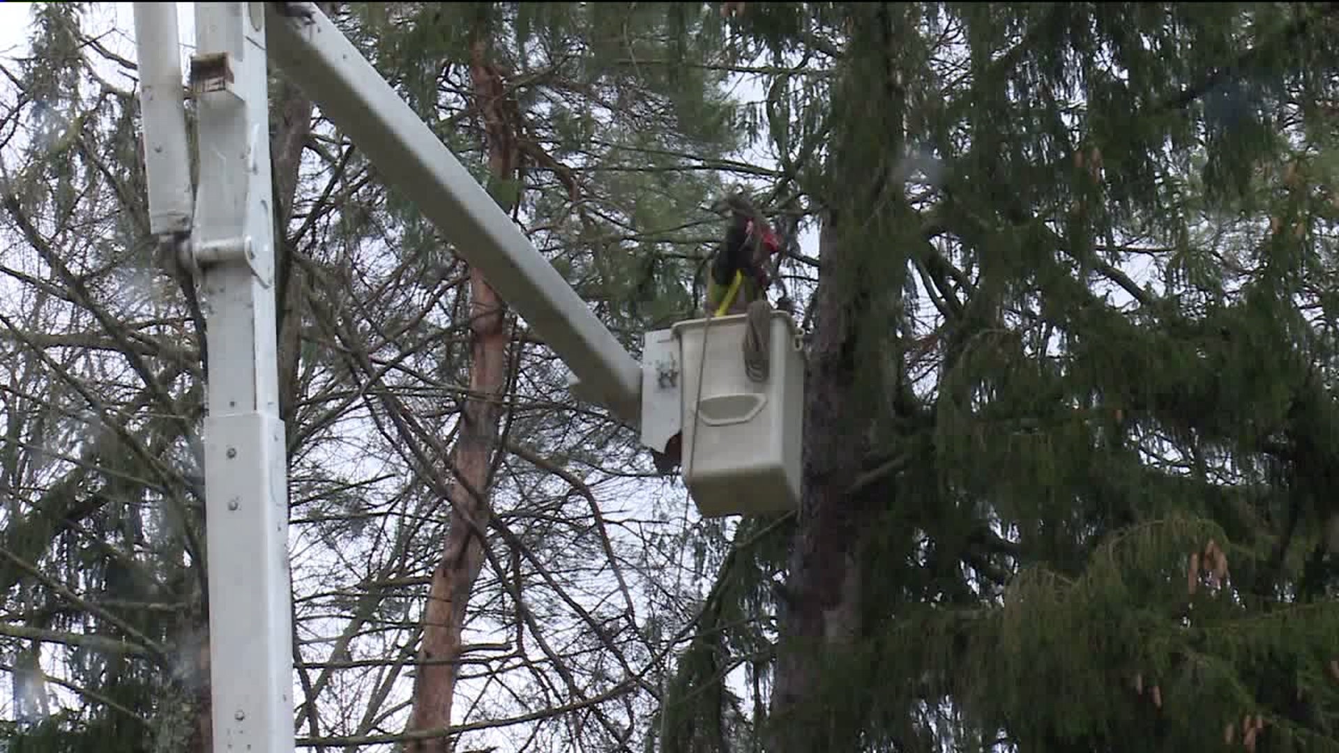 Tree Removal Businesses Staying Busy following Wind Damage