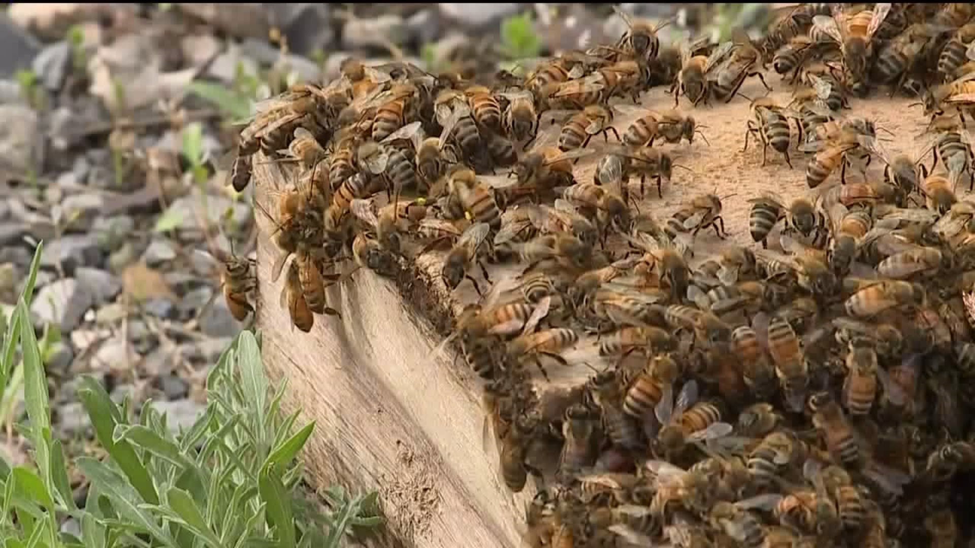 The Buzz About Bees