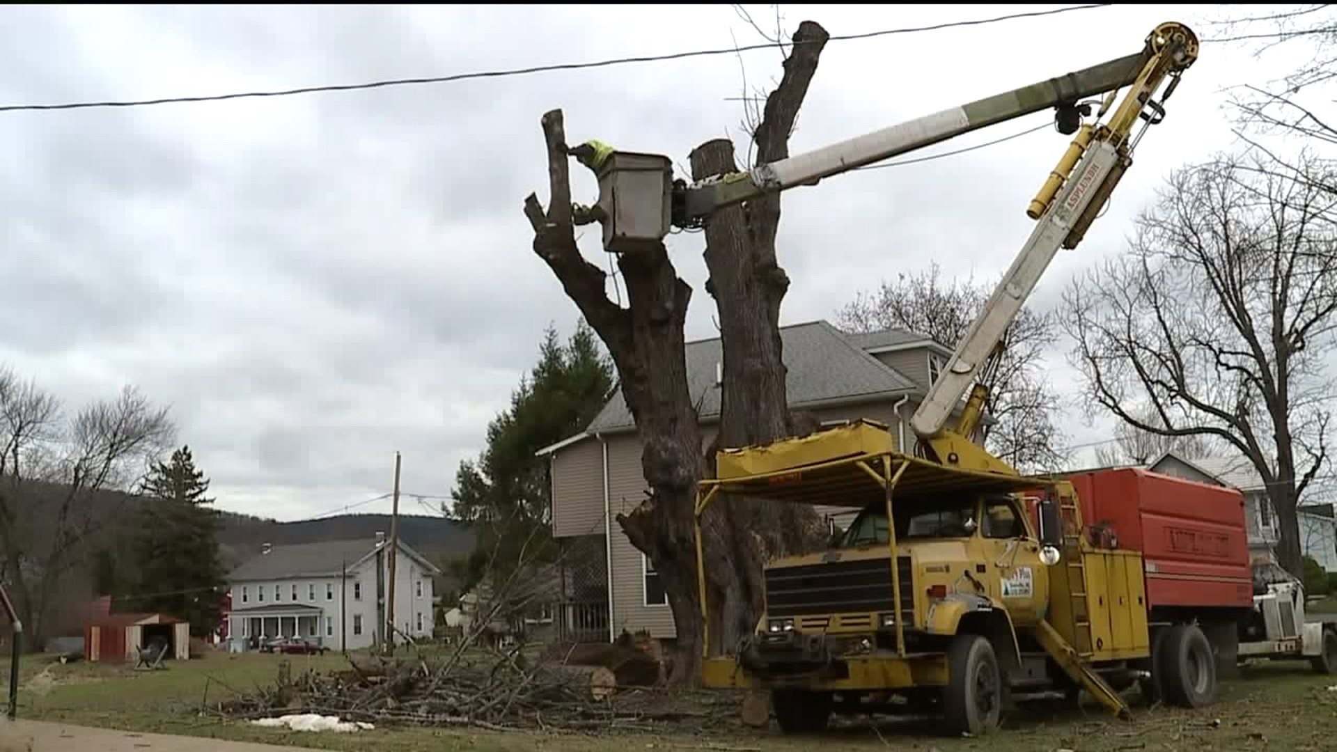 Large Tree in Riverside Damaged by Insects Cut Down