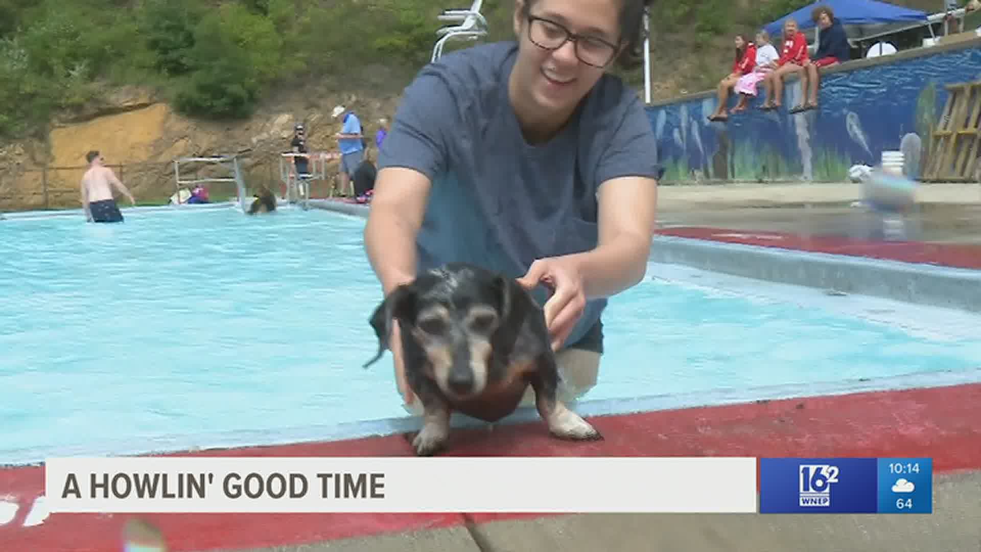 Pups and pooches of all breeds took a dip to raise money for a place to call their own.