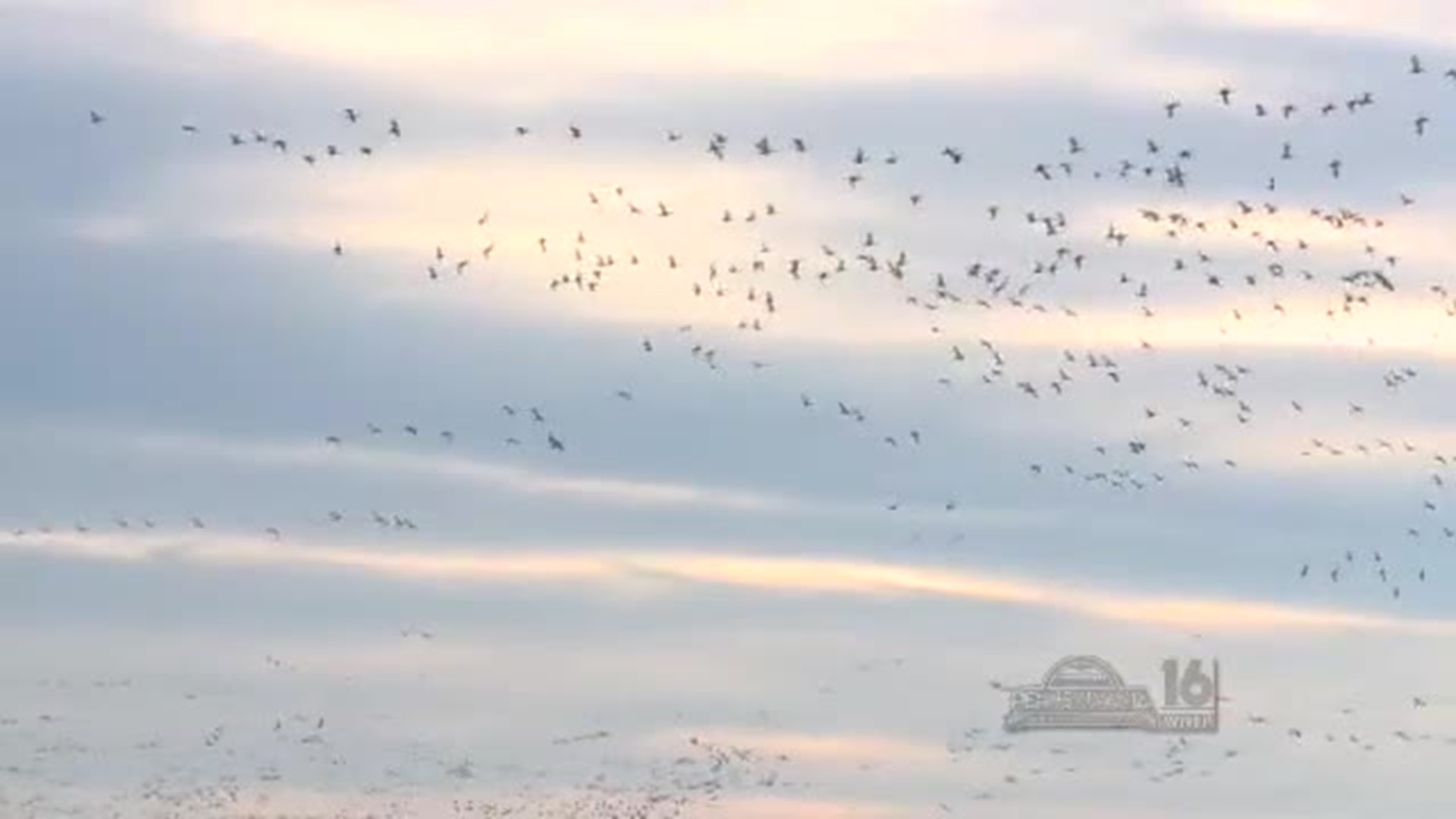 Snow Geese Migration in Middlecreek