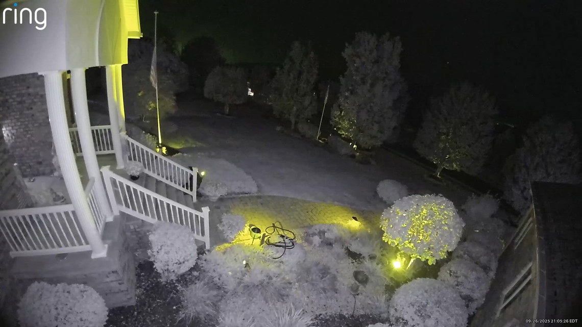 Neighborhood Bear Wnep