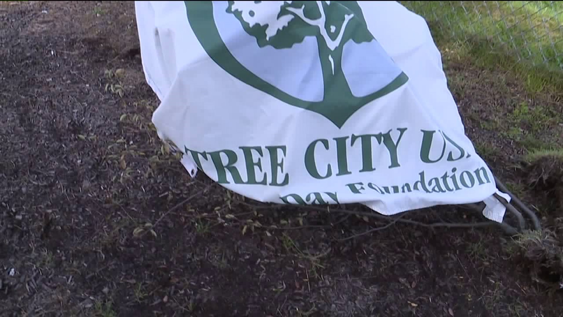 Vandals Destroy Shade Trees in Carbondale