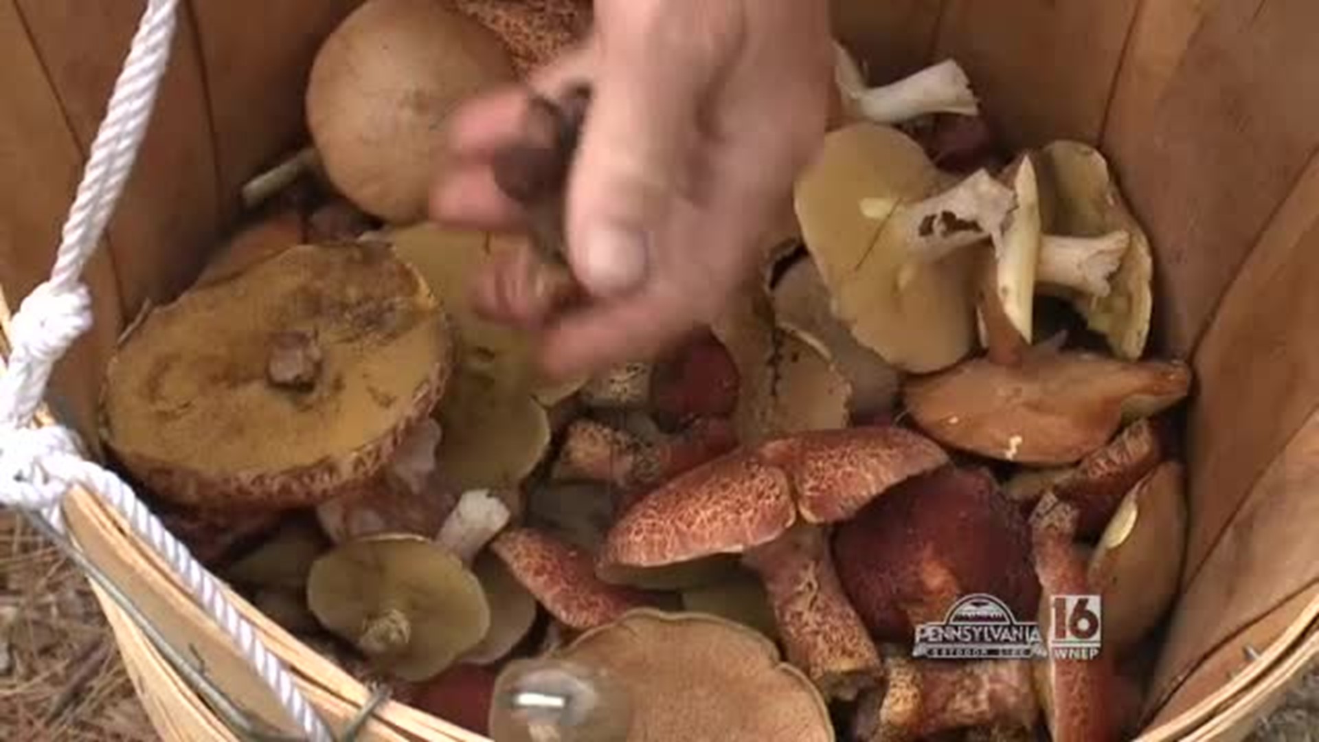 Mushroom Picking and Dehydrating
