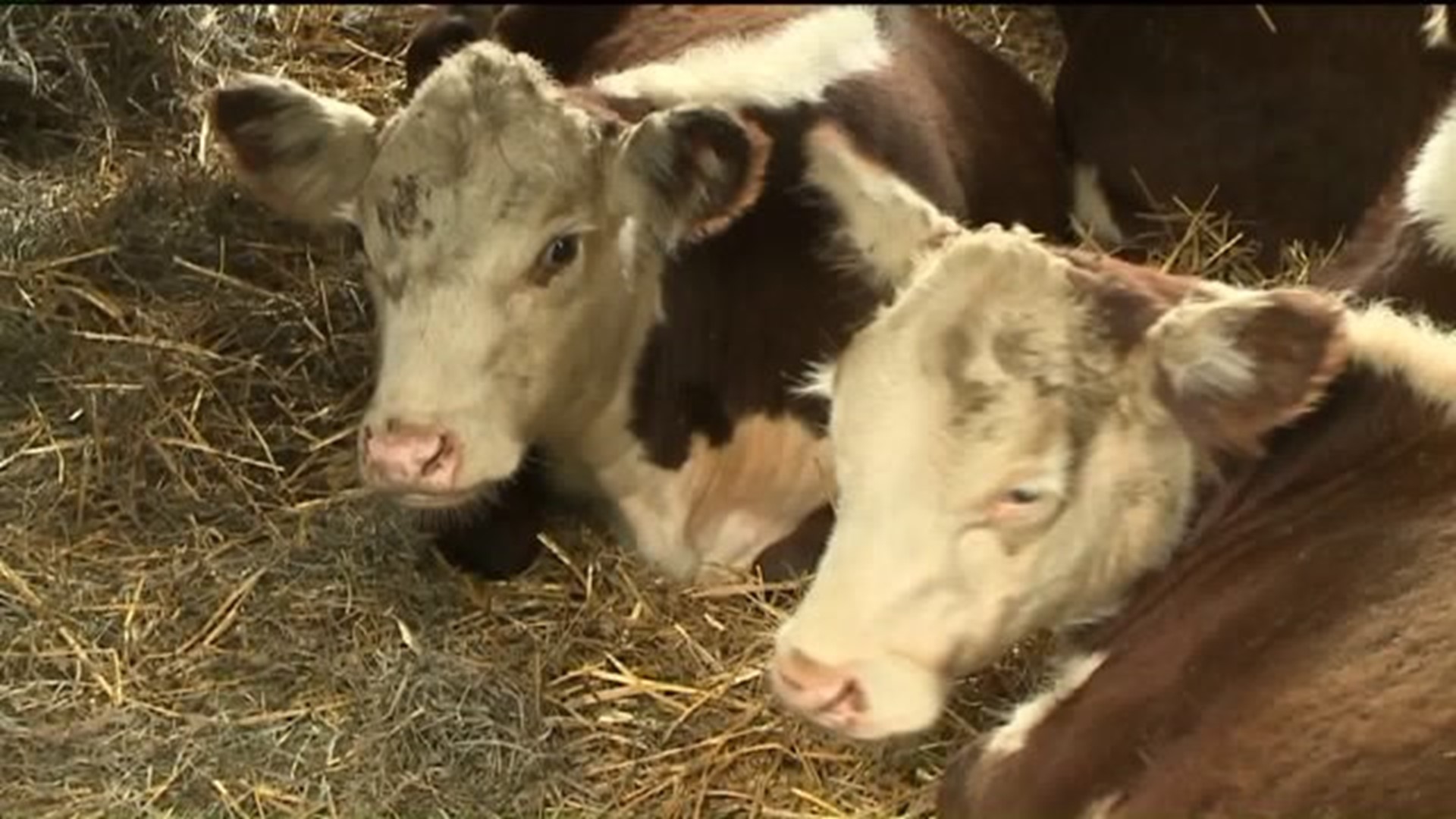 Farmer Still Looking for One Cow After Herd Escapes in Monroe County