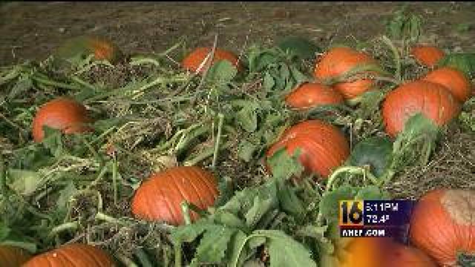 Pumpkin Patch Floods in Columbia County