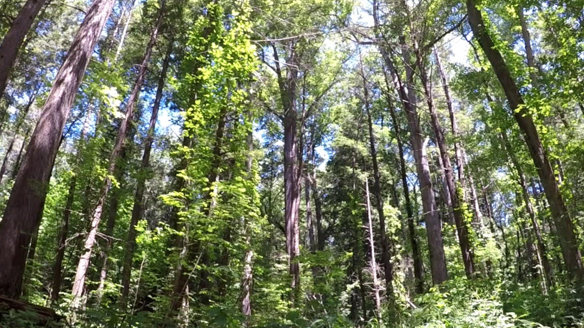 There is something special about a patch of trees tucked in Jacobsburg State Park near Wind Gap that can only be experienced from the ground.