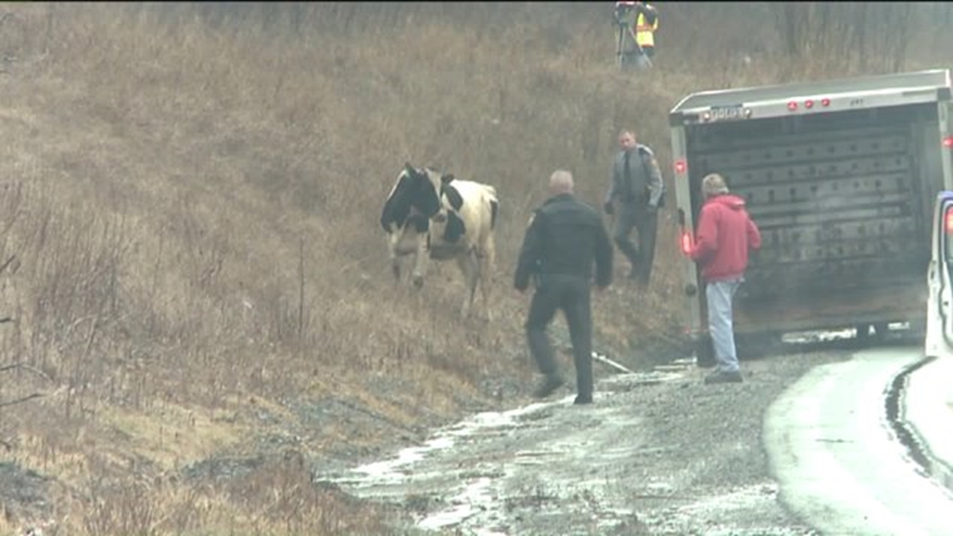 Holy Cow! Cows Cause Traffic Woes on I-81