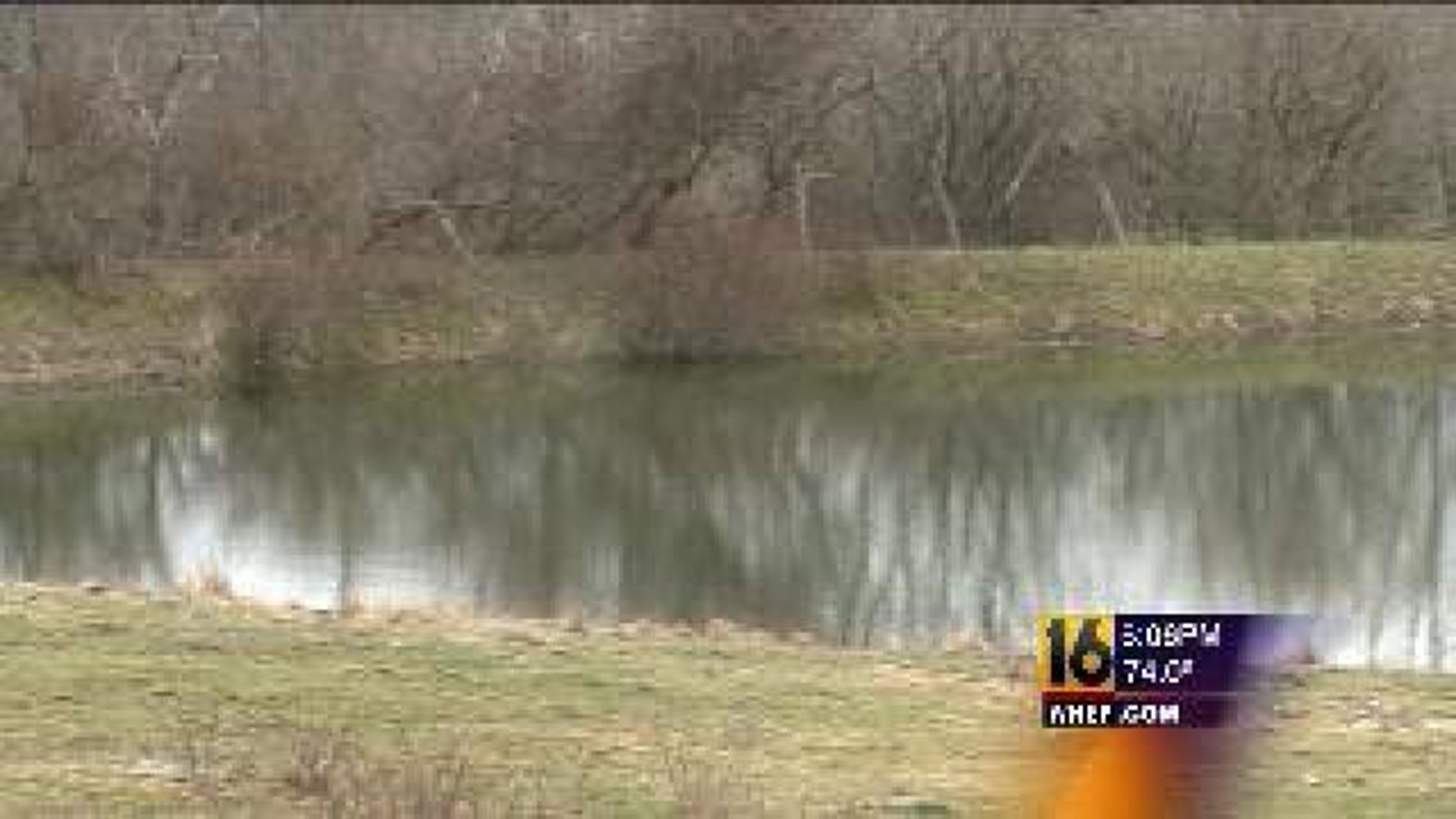 Dead Cows in Pond Cause Concern