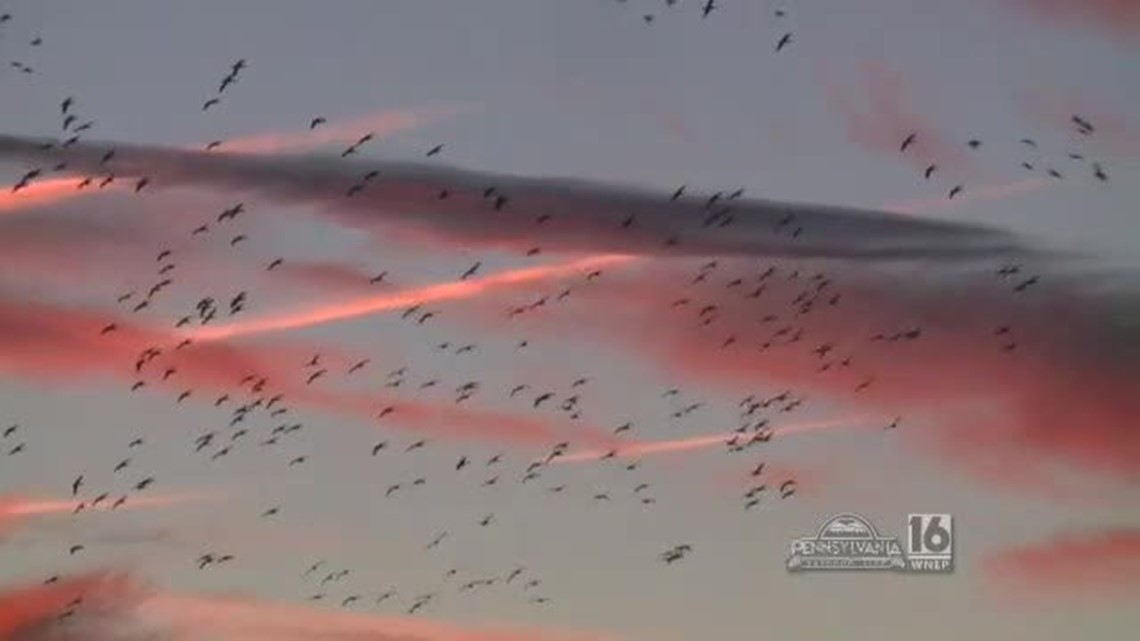 Snow Goose Migration Update and Live Cam | wnep.com