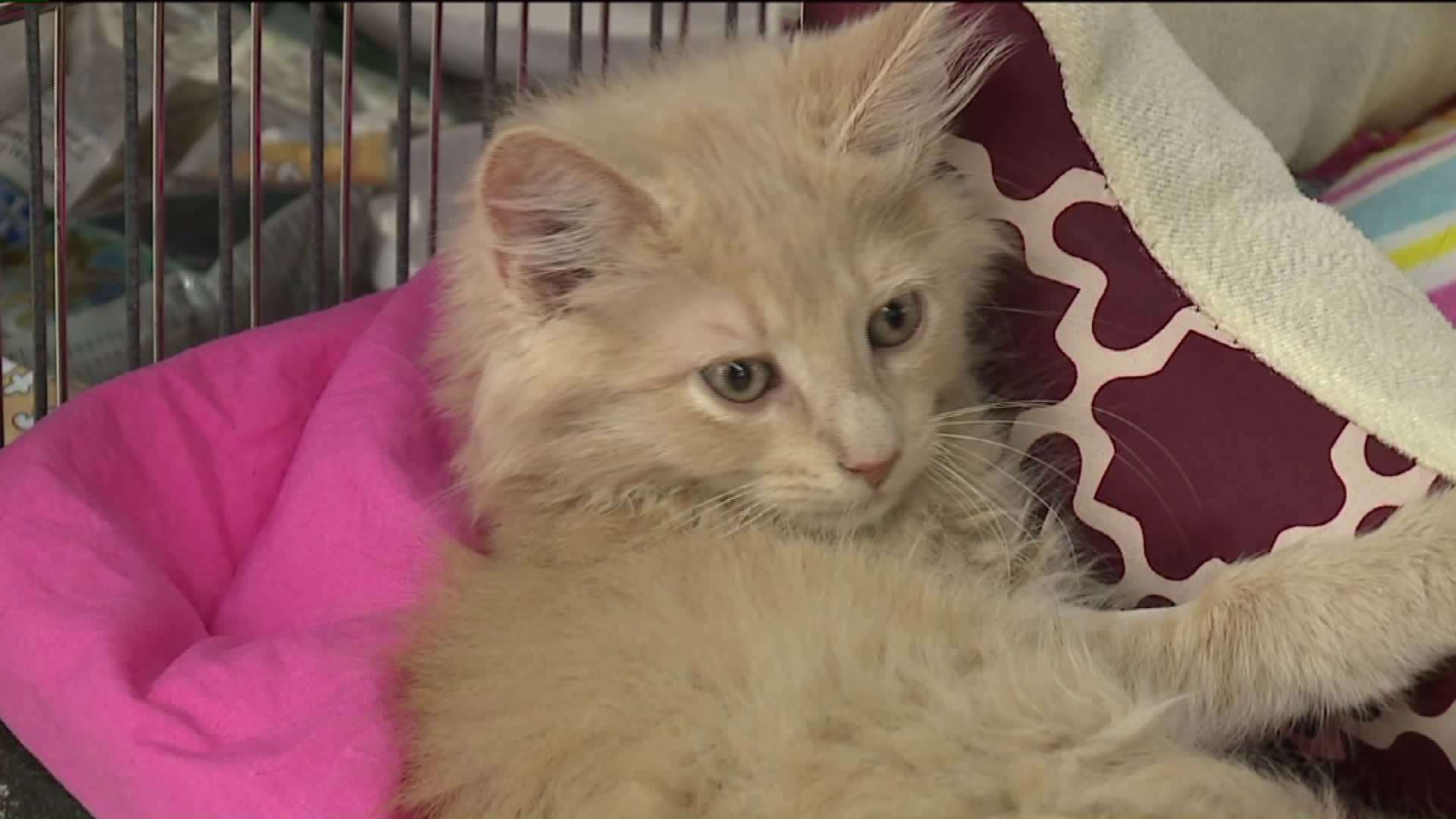 Pet Store Helping Shelter Cats Get Adopted