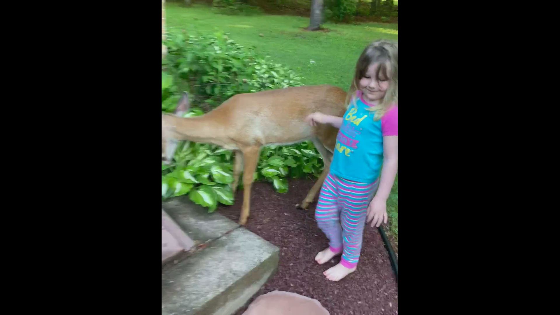 Video of my daughter and son petting and getting kicked by friendly deer that visited us the morning of May 27 in Sheppton, PA.
Credit: Amy Loftus
