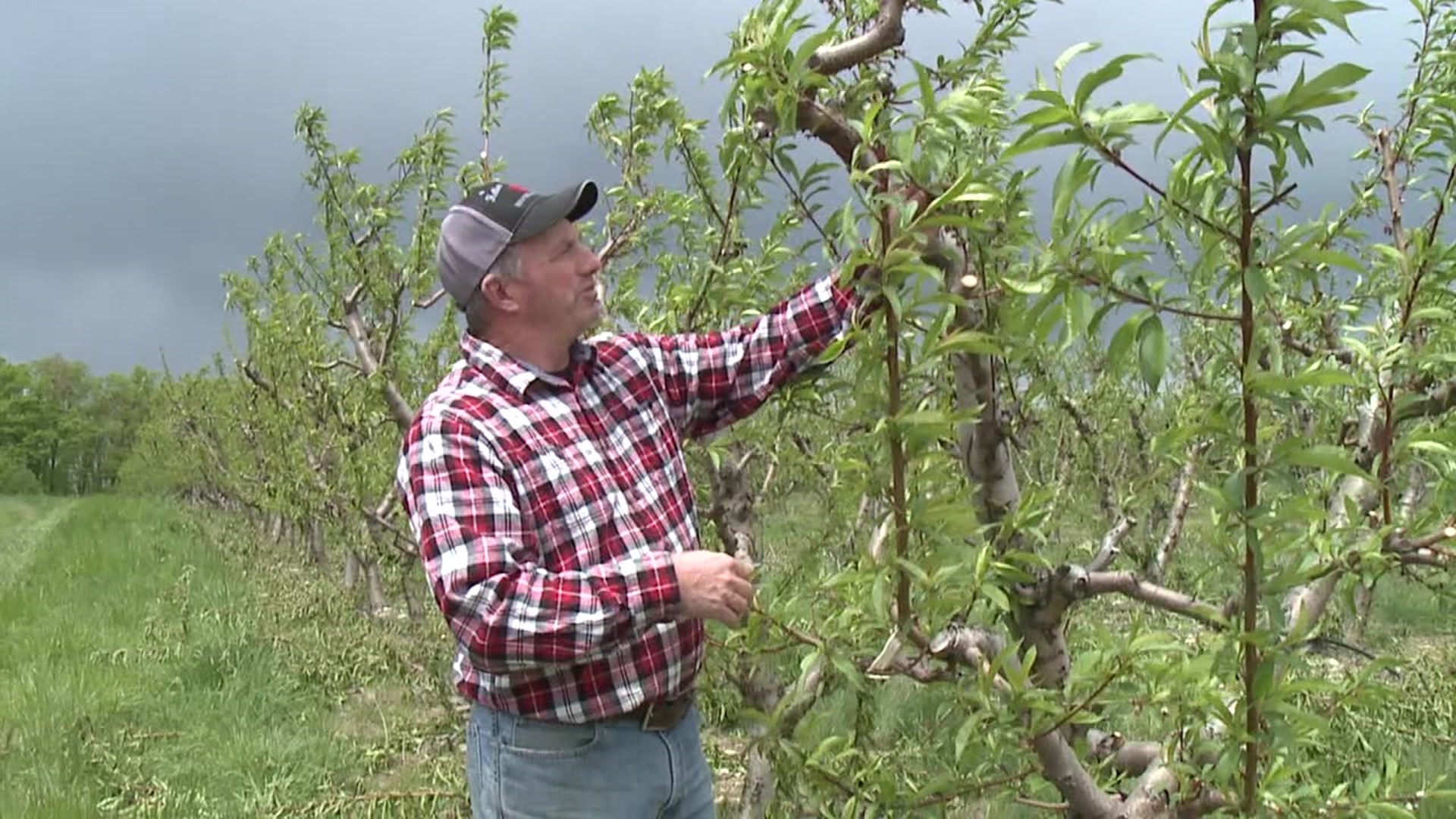 Farmers hope the recent cold overnight temperatures don't damage what looks like a promising fruit crop.