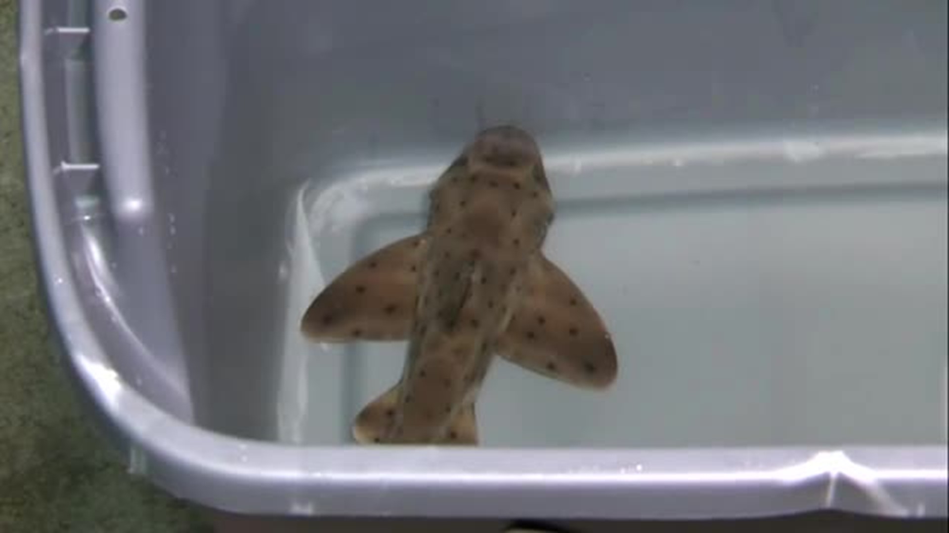 Stolen Shark Returned to Texas Aquarium