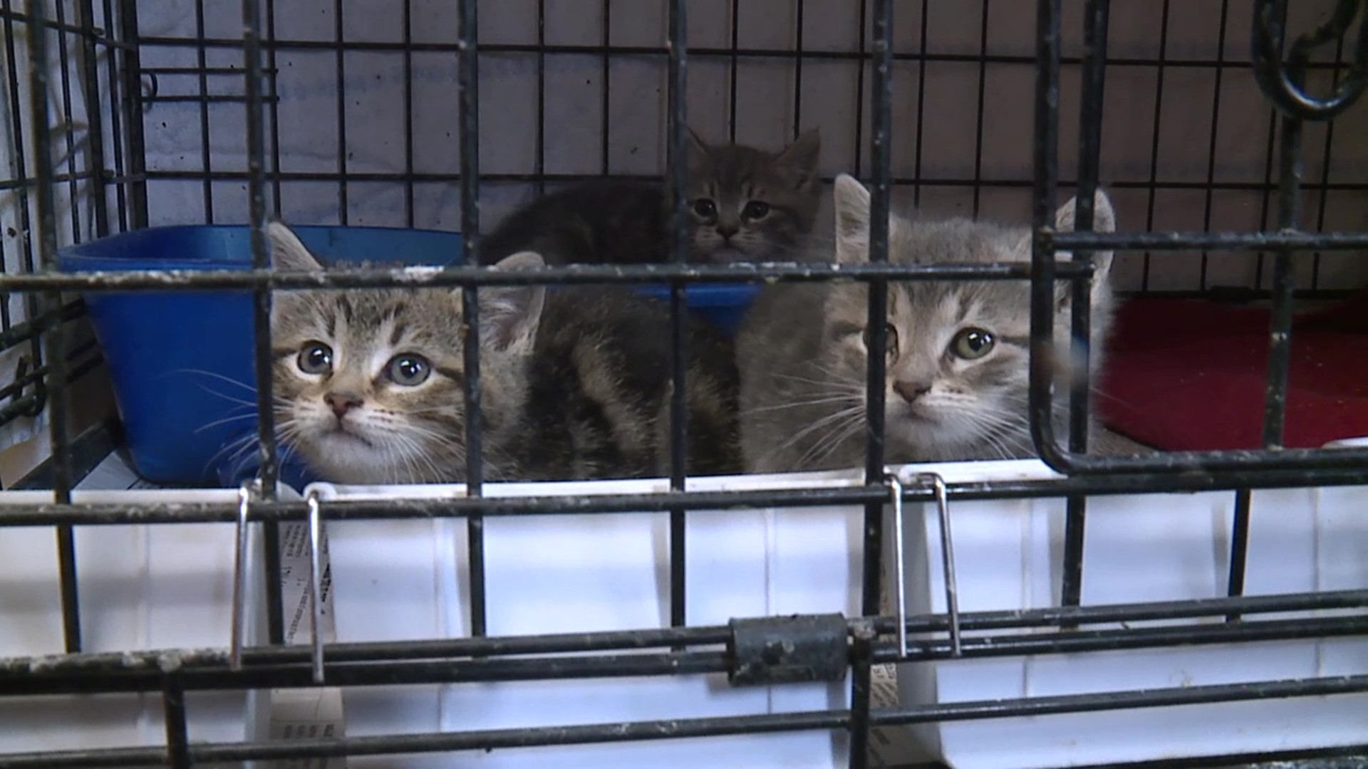 A charity in Scranton that aims to curb the city's feral cat problem is struggling to stay on top of it amid the coronavirus pandemic.
