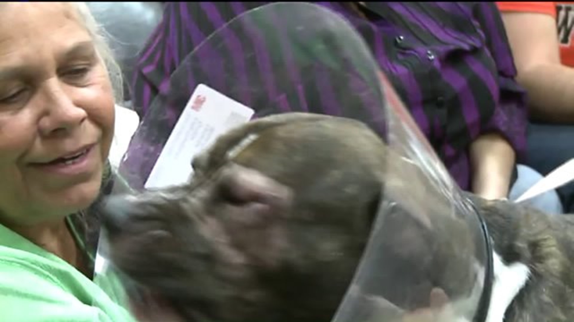 Dog Blind After Being Shot in the Face