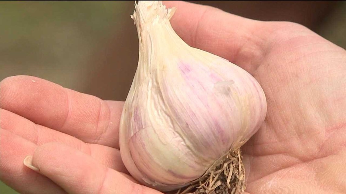 Competition Brings Some New ‘Spice’ to Pocono Garlic Festival