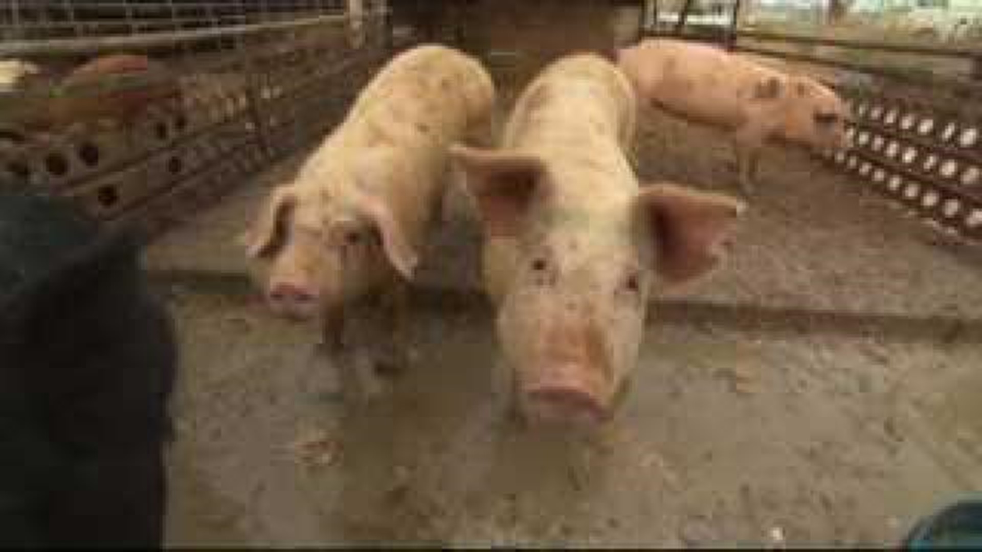 Swine Flu Concerns