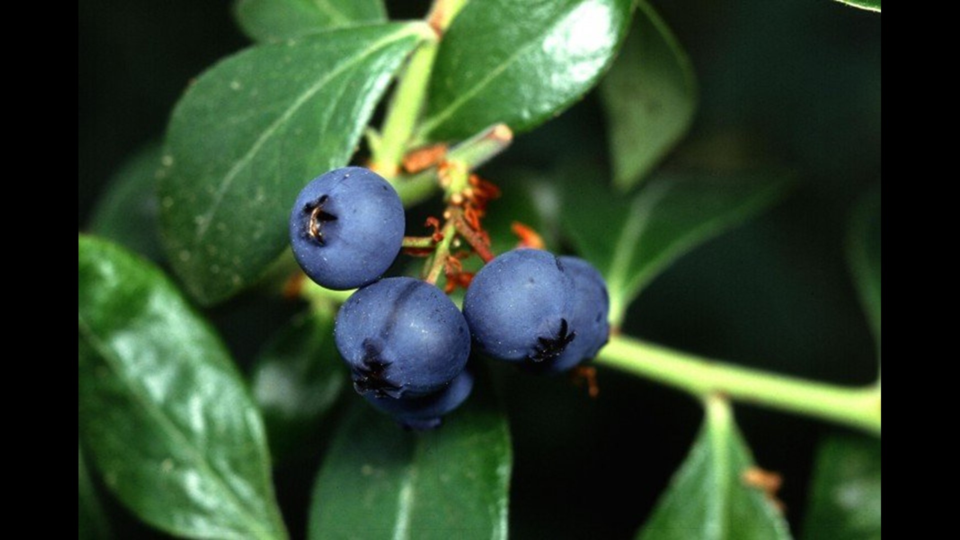 Blueberry Festival In Montrose