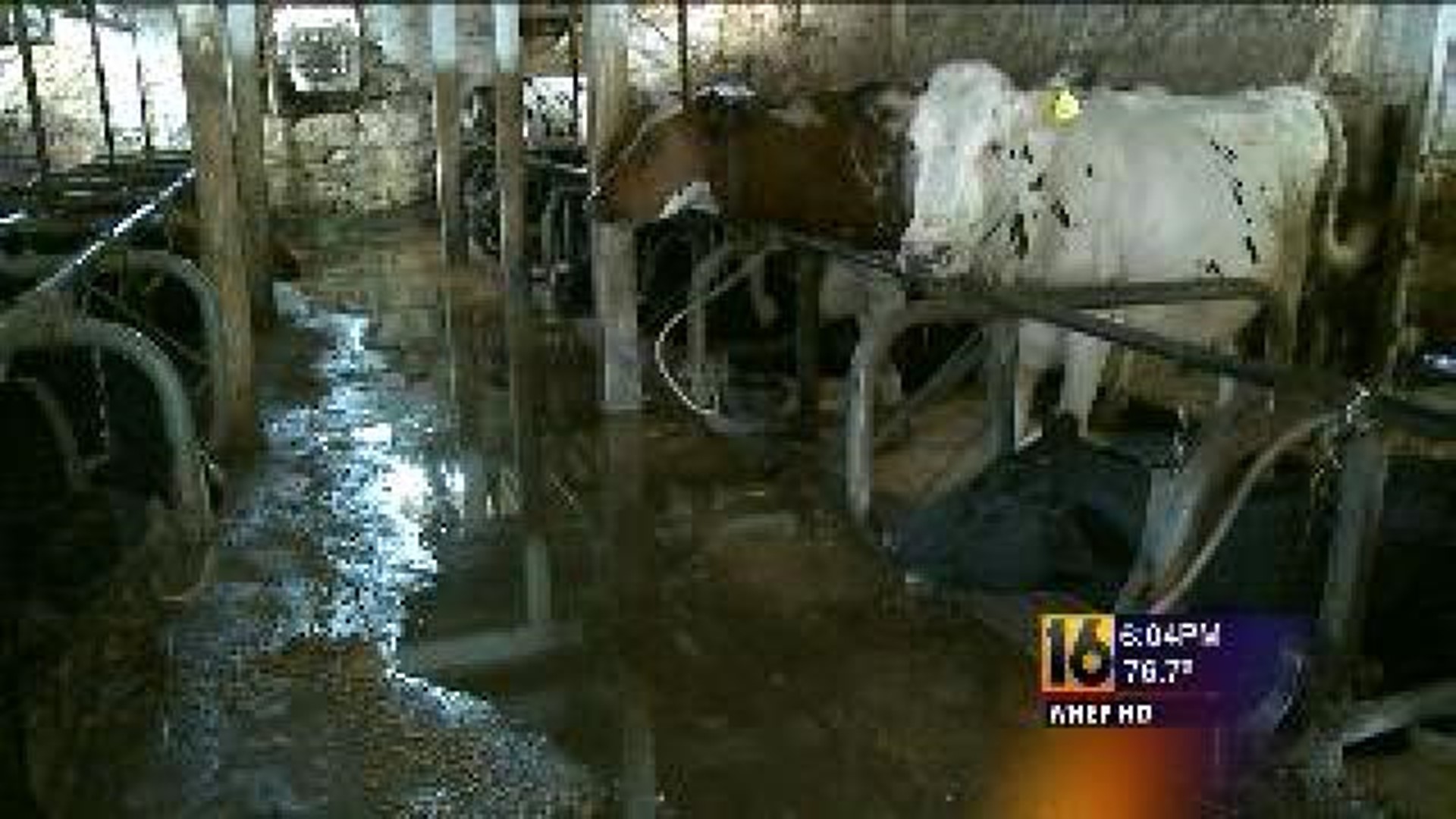 Cows Saved from Flooded Barn