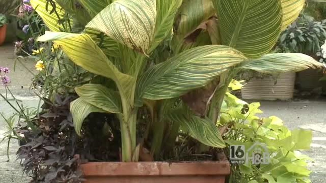 How to “Winterize” Your Perennials With Paul Epsom