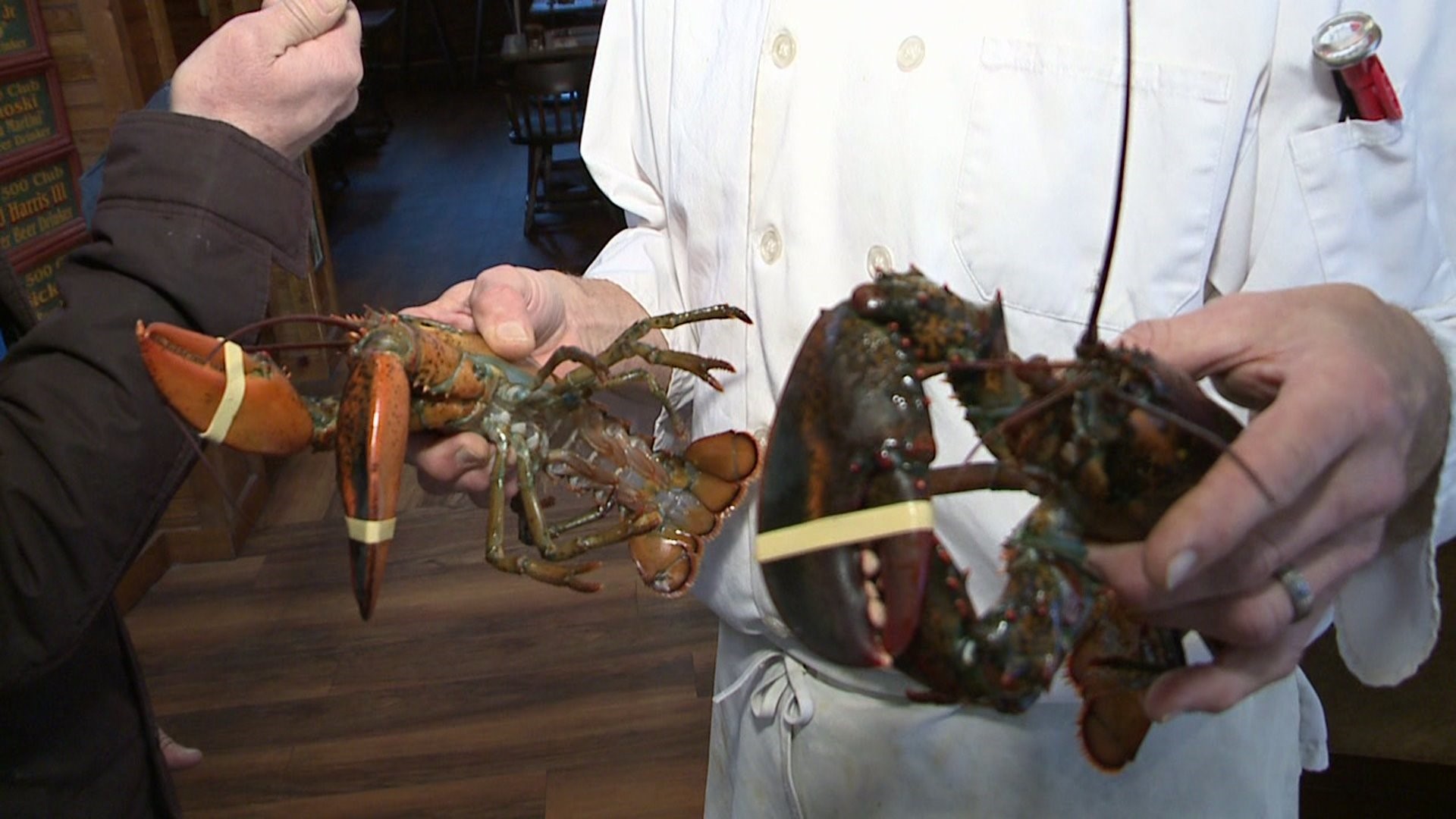 Wham Cam: Boiling Lobsters Alive?