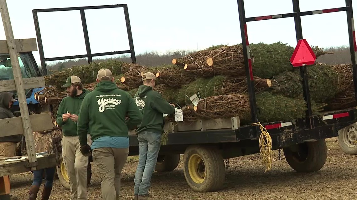 Trees For Troops Campaign Underway At Yenser's Tree Farm | Wnep.com