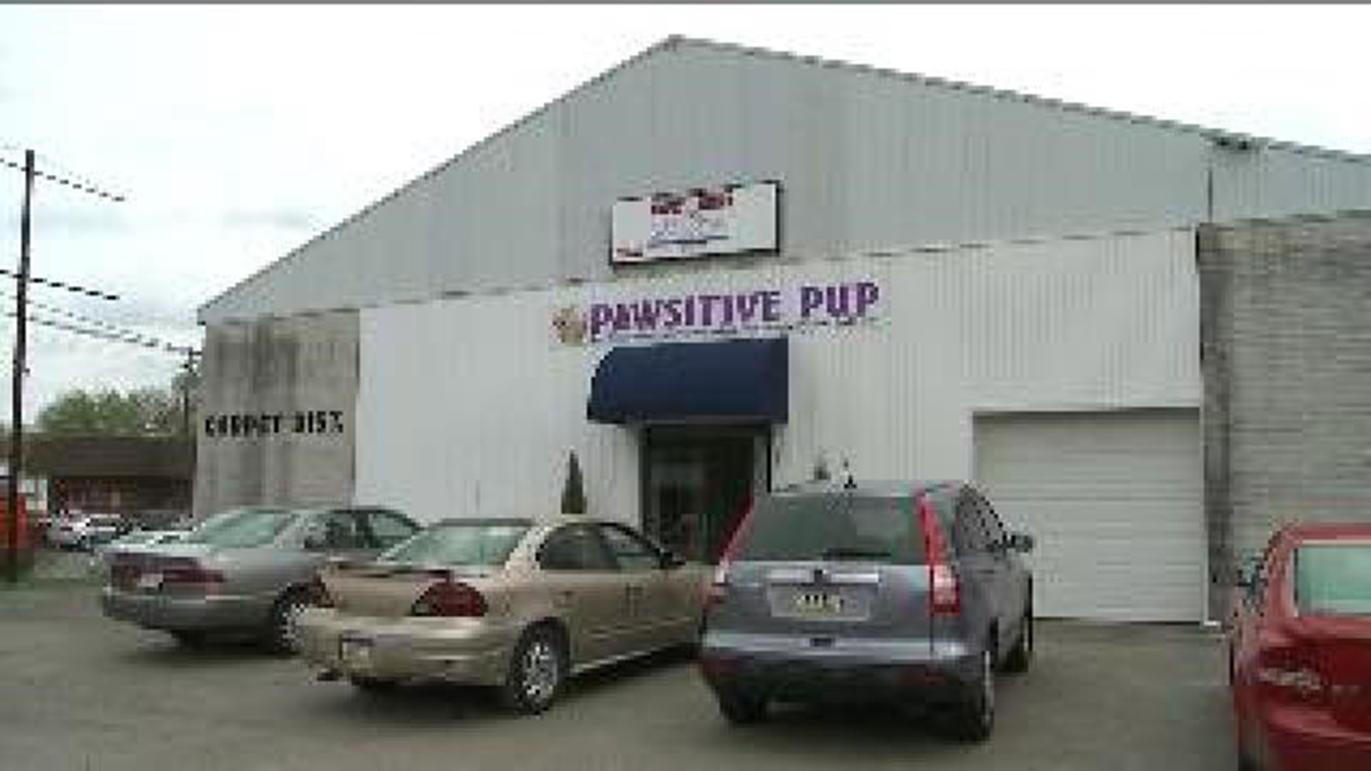New Business Opens For Pups to get Rehabilitation in Plains