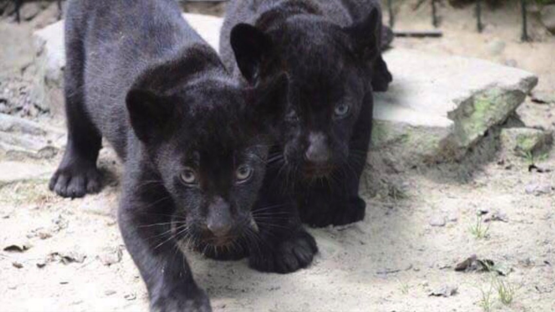 Oh, Baby! Zoo Holds Naming Contest for Two Jaguar Cubs | wnep.com