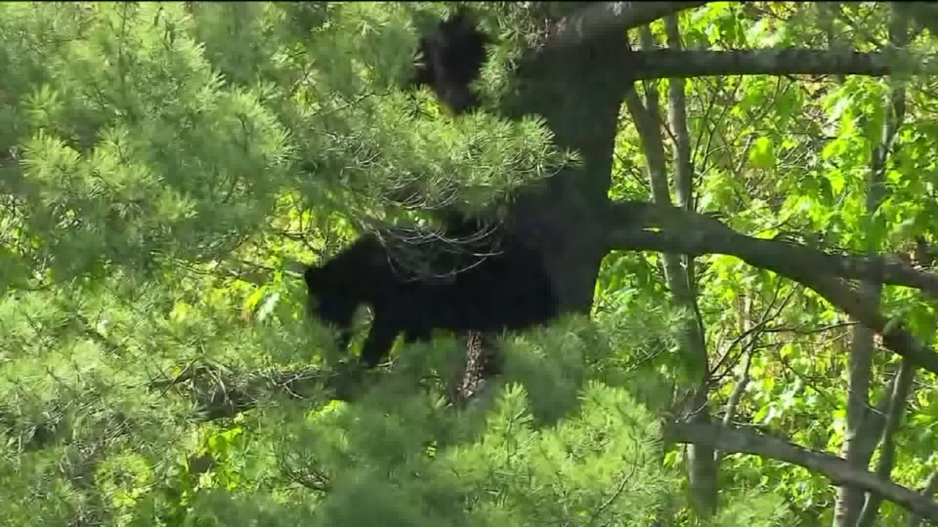 Bears Attract Onlookers Along Busy Route 6