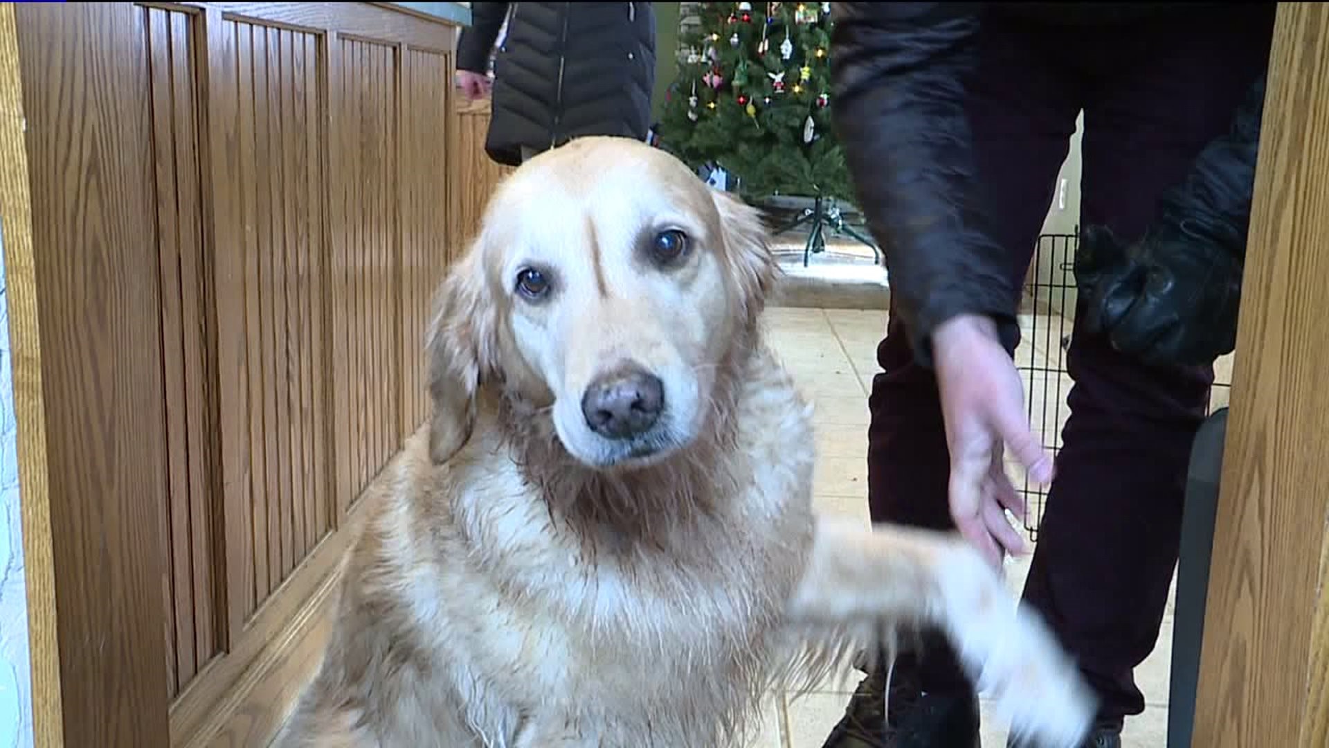 Family Pet 'Buttercup' OK After Dip in Icy Pond