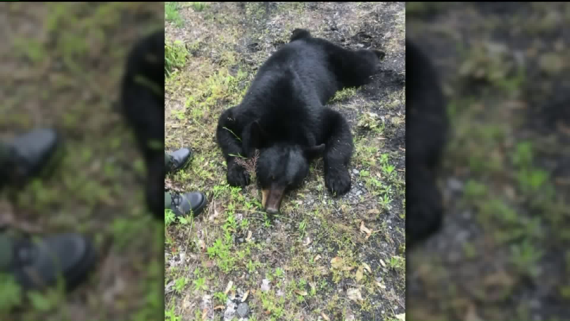 Black Bear Caught in Sunbury Neighborhood