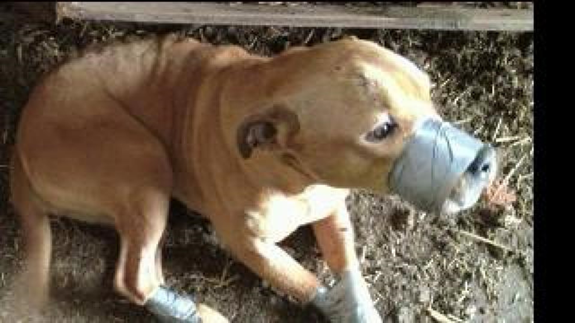 Animal Crimes And Punishment Wnep