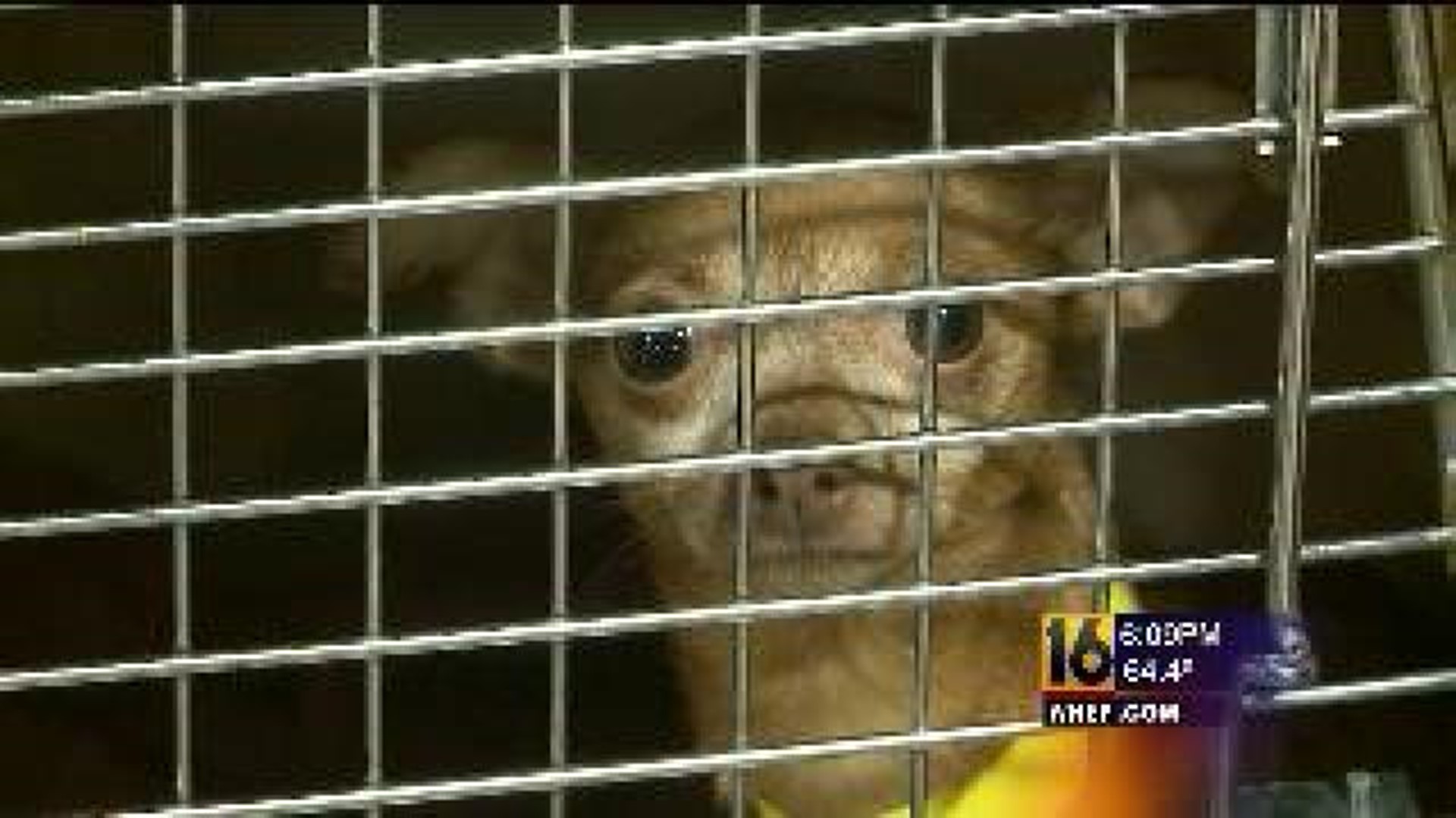 Dogs Transported to Animal Shelters