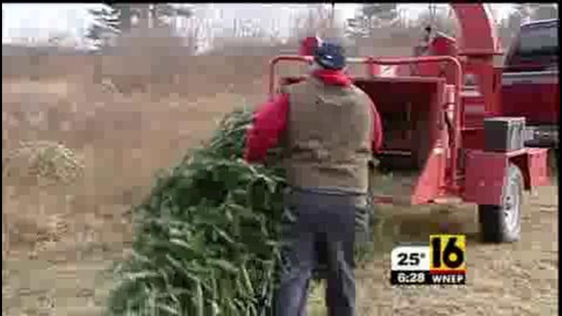 Recycling Christmas Trees 1-6-11