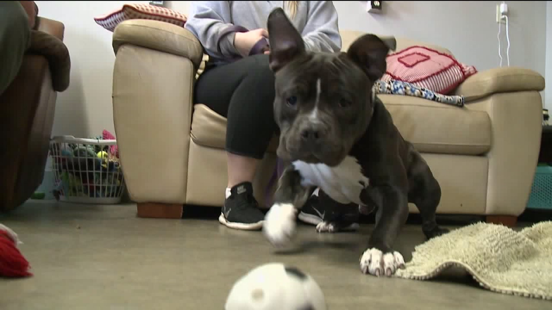 Free Adoptions for 'Empty the Shelter'