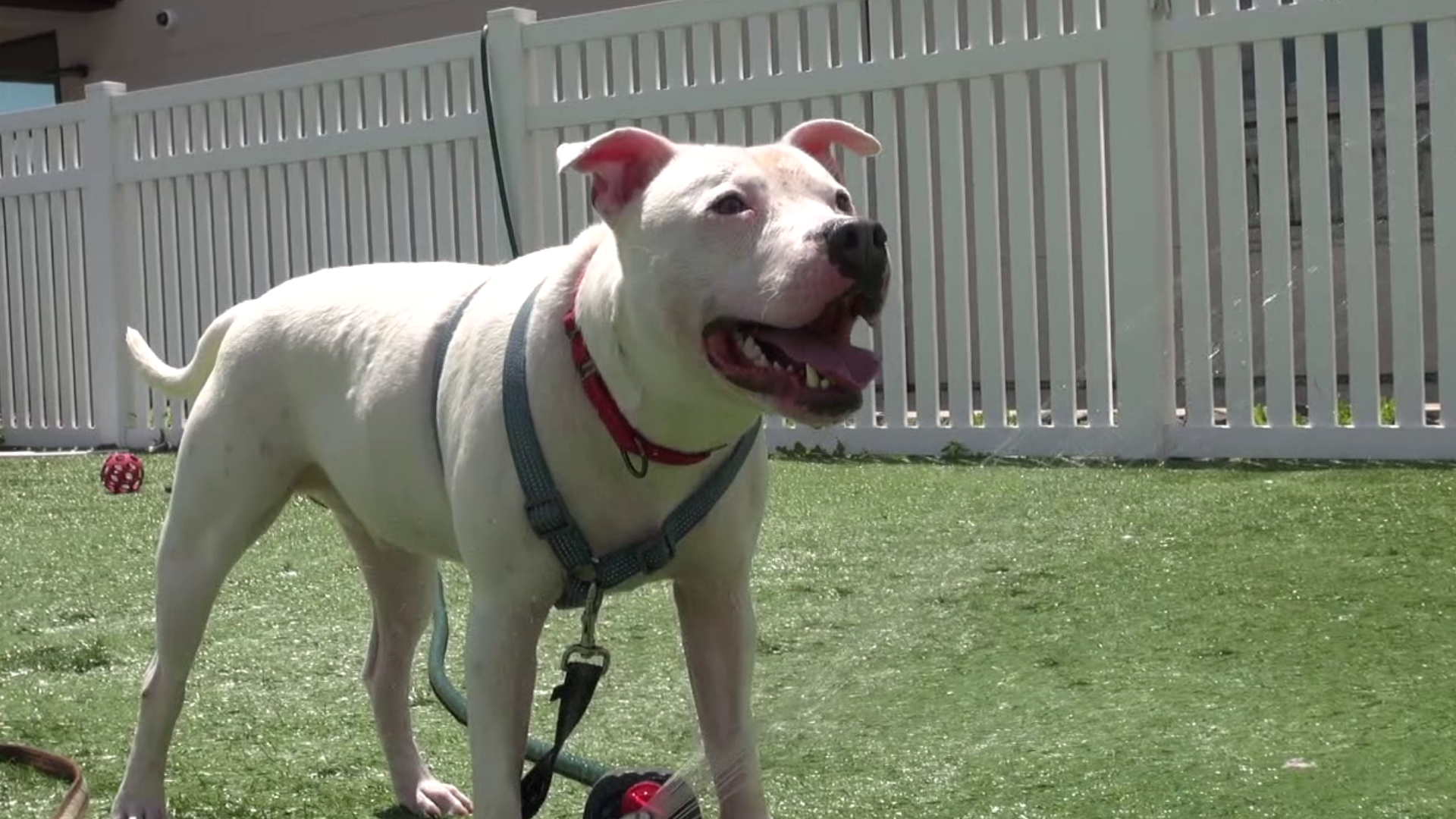 In this "16 To The Rescue" we meet a dog, who not only has a zest for life, he also has an appreciation for sprinklers in the summertime.
