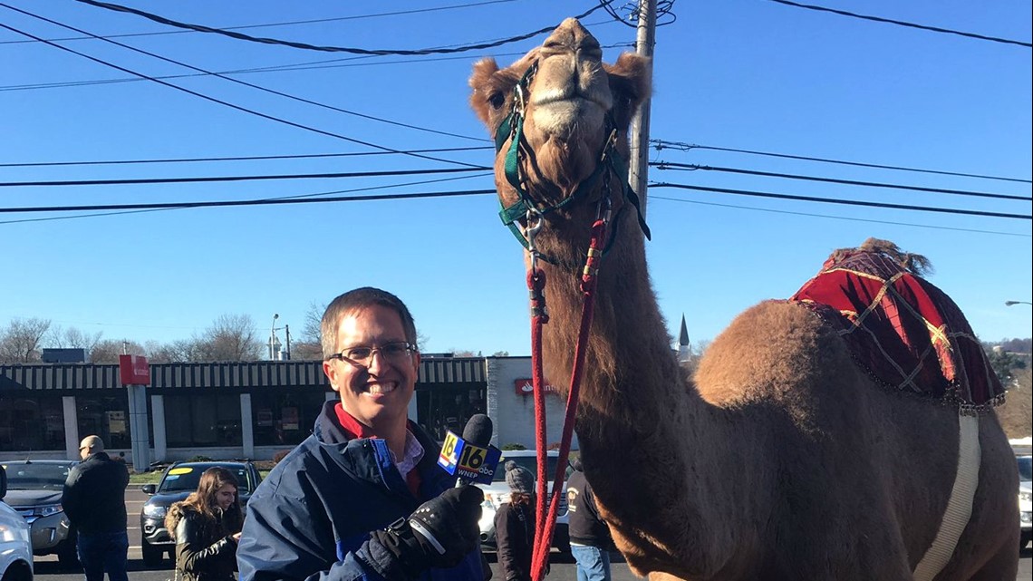 Pennsylvania Snow Camel Makes Public Appearance Wnep Com