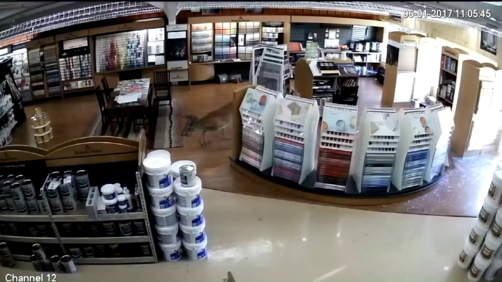 Deer Decides to Go Paint Shopping in the Poconos