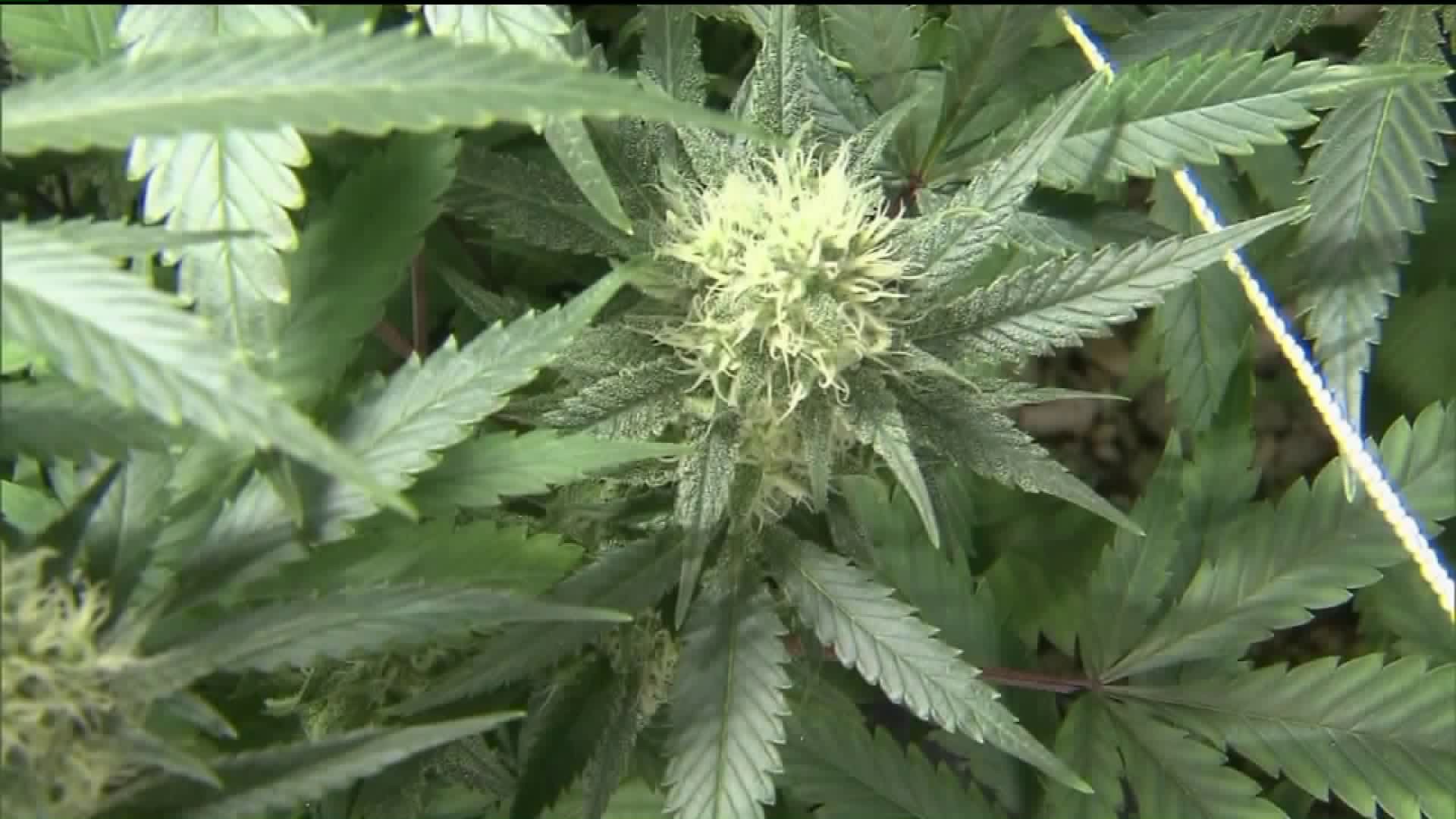 Doctors Approved to Certify Patients for Medical Marijuana