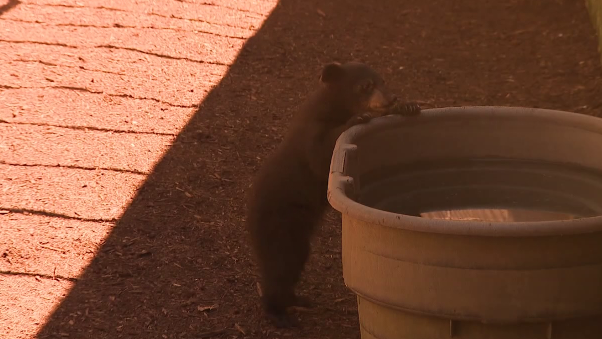 Pocono Wildlife Rehabilitation and Education Center near Stroudsburg showed off its near bear cub enclosure.