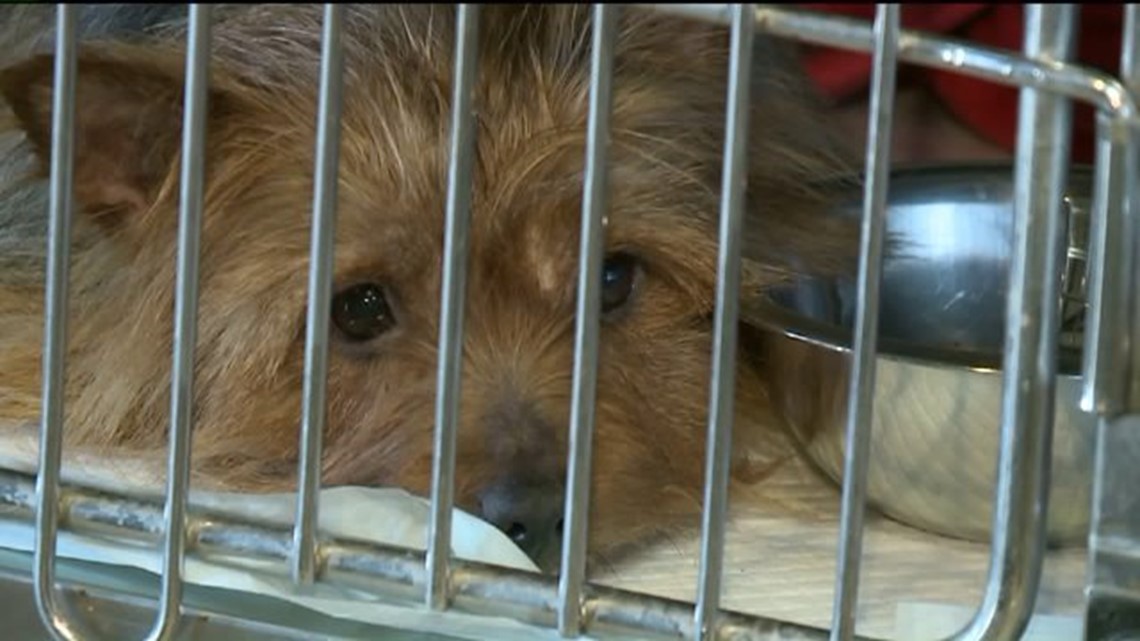 Woman Charged After Dozens of Dogs Removed From Home | wnep.com