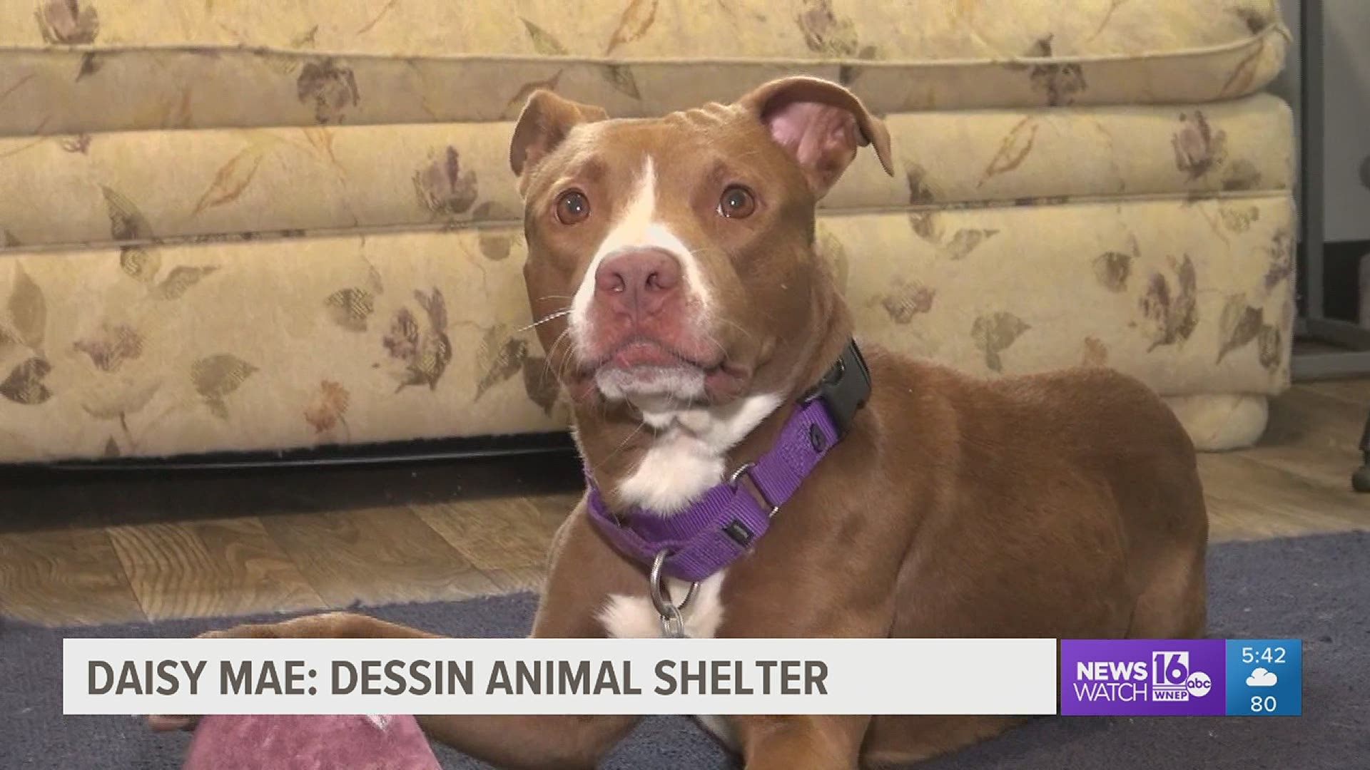 Daisy Mae recently came to the Dessin Animal Shelter from a hoarding situation.