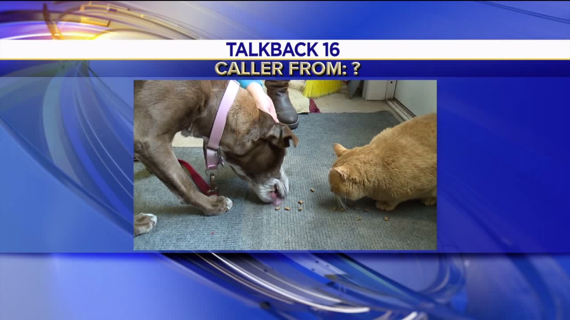 Talkback 16: Potholes, Ash Wednesday, Dogs Vs. Cats