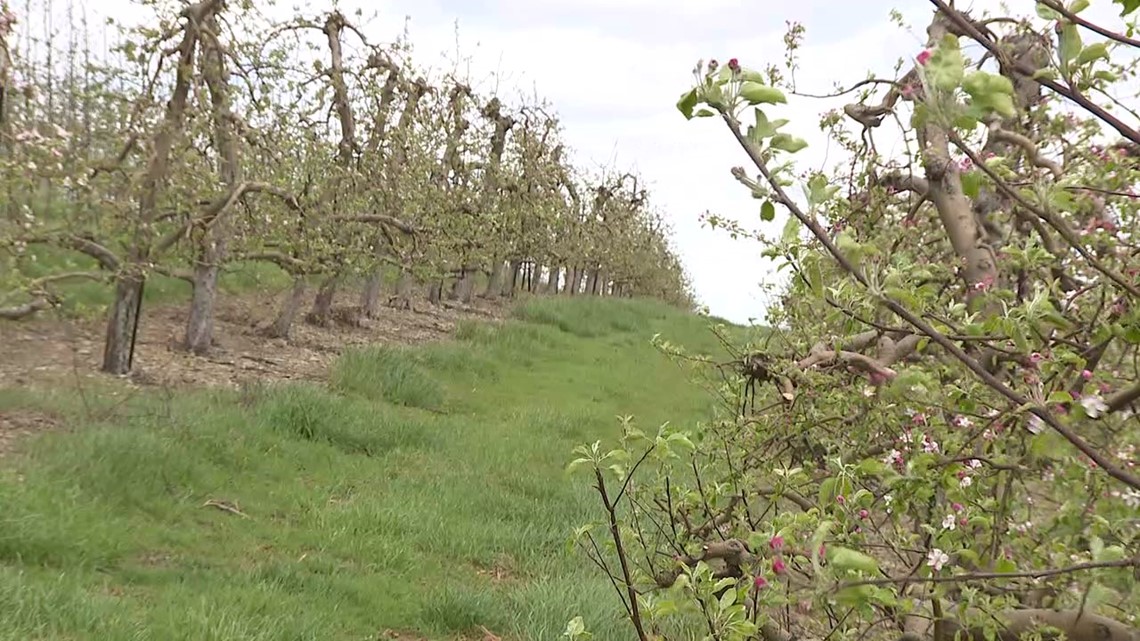 April cold snap hurts fruit crop - Vimarsana News