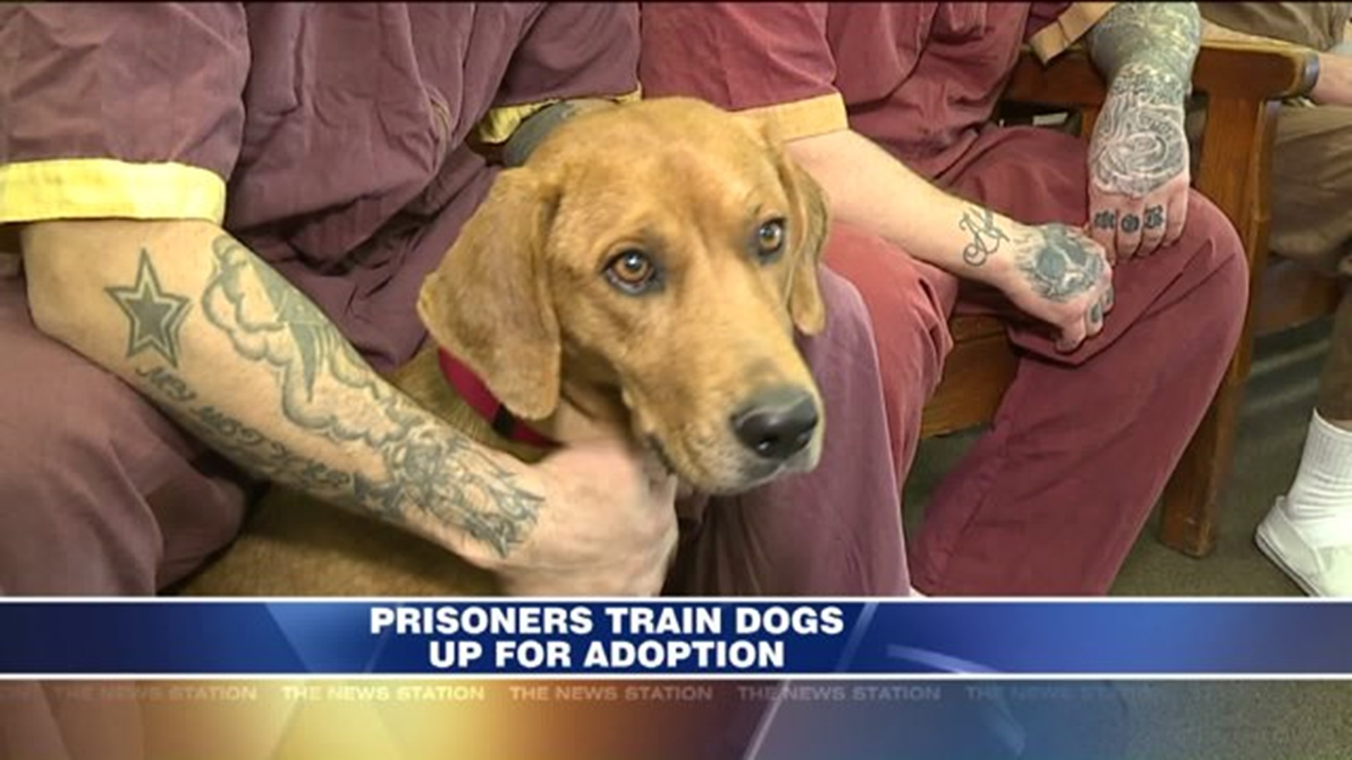 SCI Frackville Inmates Train Dogs Up For Adoption