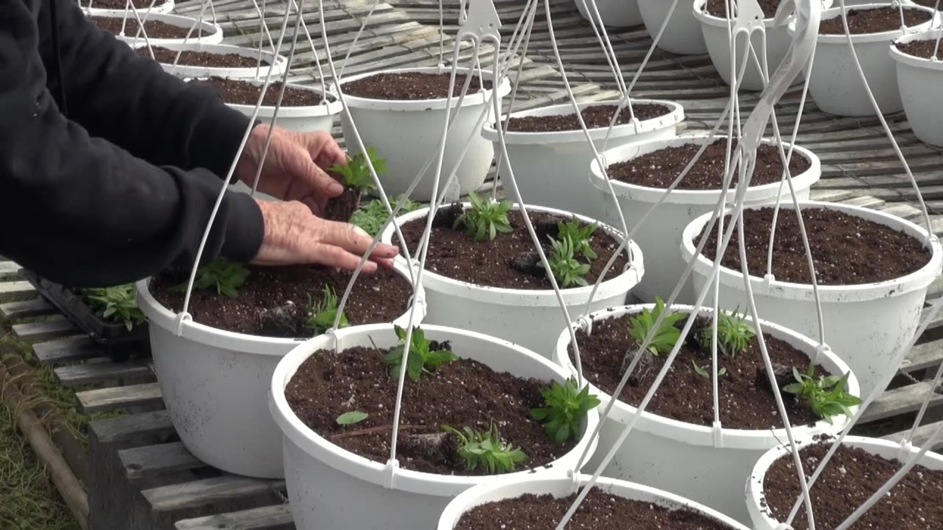 Blueberry Hill Farm Greenhouses near Forest City started filling the baskets with dirt and planting them this week.