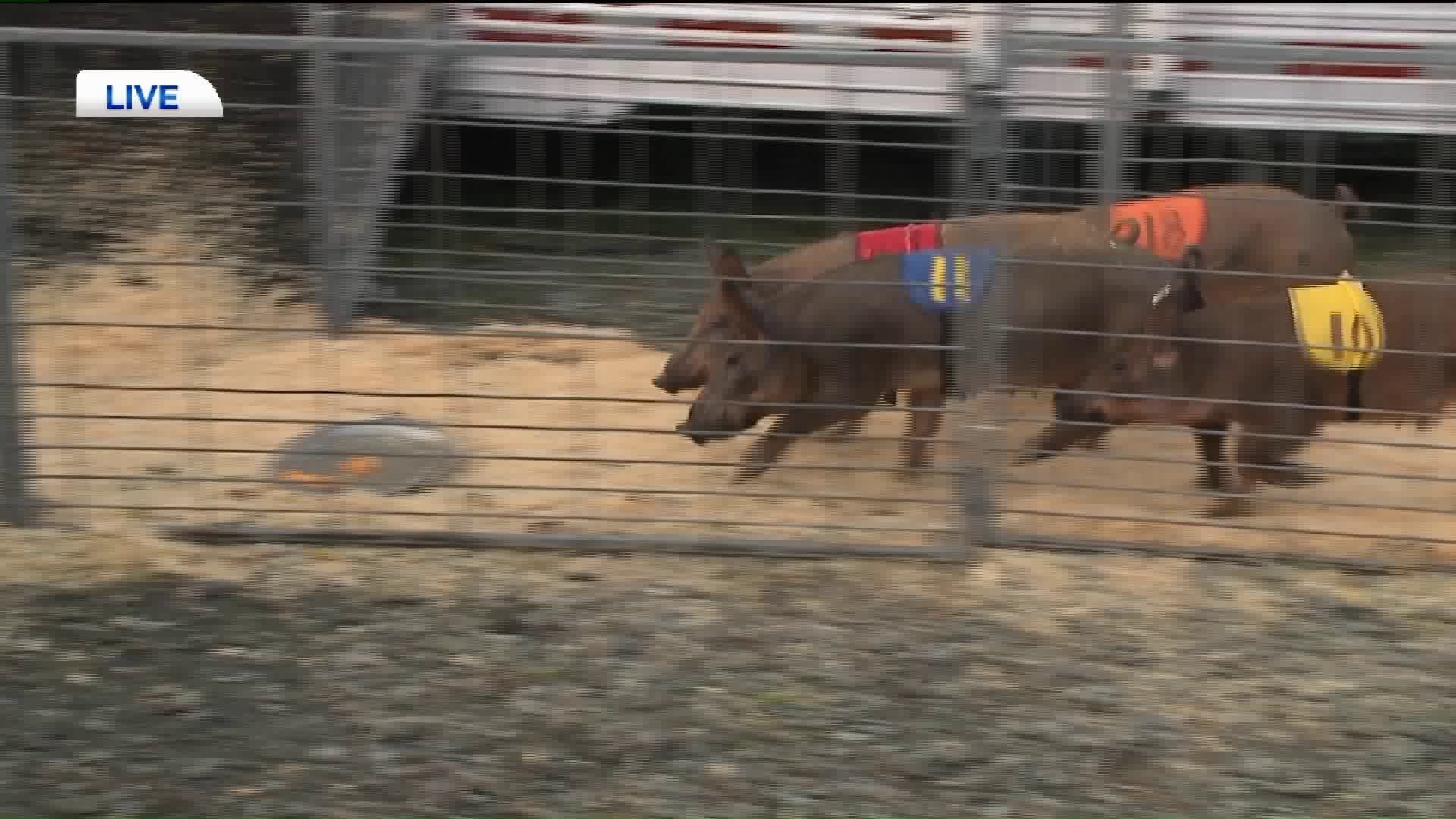 Newswatch 16 This Morning Visits the Harford Fair